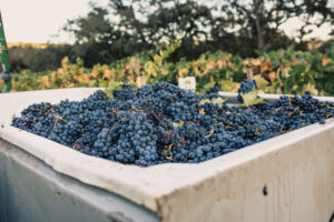 Serres Ranch harvest